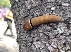 Papilio multicaudata multicaudata