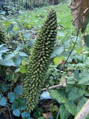 Gunnera tinctoria