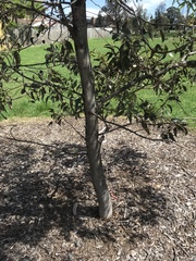 Acacia pycnantha