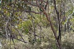 Eucalyptus cosmophylla