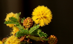 Vachellia xanthophloea
