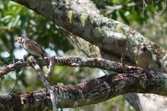 Sericulus chrysocephalus