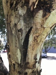 Eucalyptus cladocalyx