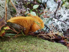 Cantharellus cibarius
