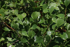 Osteospermum moniliferum
