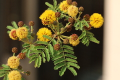 Vachellia xanthophloea