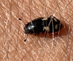 Glischrochilus quadrisignatus