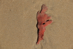 Clathria