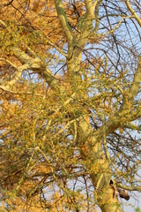 Vachellia xanthophloea