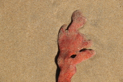 Clathria