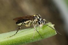 Pachyprotasis rapae