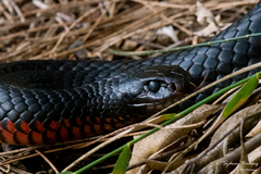 Pseudechis porphyriacus