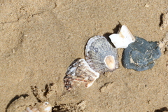 Cellana tramoserica