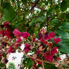 Lagerstroemia indica
