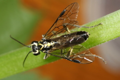 Pachyprotasis rapae
