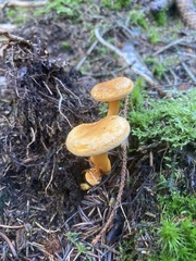 Hygrophoropsis