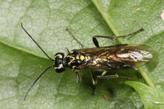 Pachyprotasis rapae
