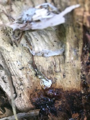 Propolis farinosa