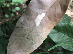 Geometroidea