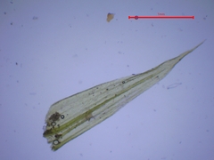 Homalothecium sericeum