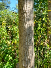 Juglans cinerea