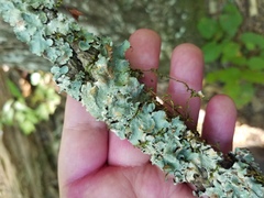 Parmelioideae