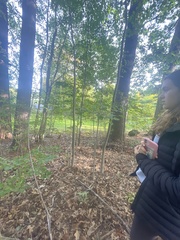 Cryphonectria parasitica