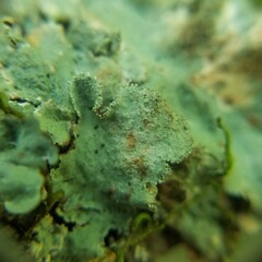 Parmelioideae
