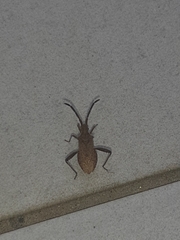 Coriomeris denticulatus