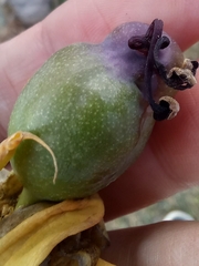 Passiflora caerulea