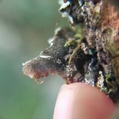 Parmelioideae