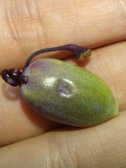 Passiflora caerulea
