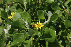 Osteospermum moniliferum