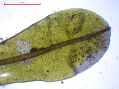 Syntrichia latifolia