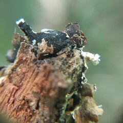 Parmelioideae