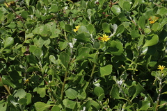 Osteospermum moniliferum