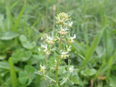Reseda phyteuma