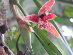 Maxillaria tenuifolia