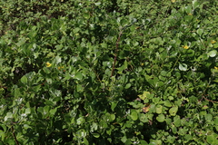 Osteospermum moniliferum