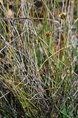 Schoenus curvifolius