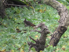 Laterallus melanophaius