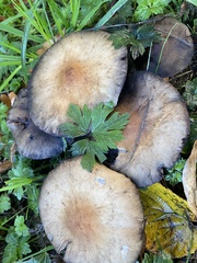 Agaricus hondensis