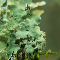 Parmelioideae