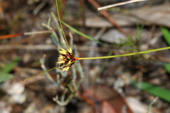 Schoenus curvifolius