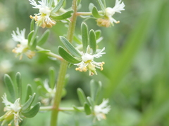 Reseda phyteuma