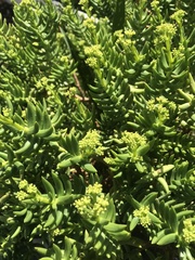 Crassula tetragona