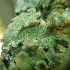 Parmelioideae