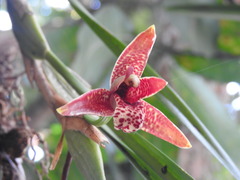 Maxillaria tenuifolia