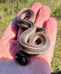 Tropidoclonion lineatum