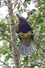 Ptilinopus magnificus